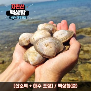 백상합 상합 백합 생합 백생합 조개탕 조개찜, 10kg, 백상합(중), 1개