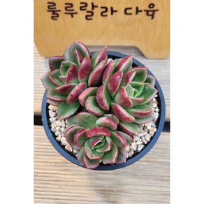 [룰루랄라다육][랜덤]다육식물 파차이군생, 1개