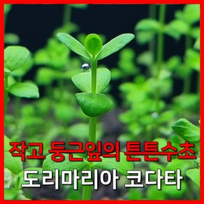 [수초농부] 도리마리아 코다타 작고 둥근잎의 튼튼 수초, 5개