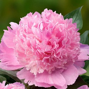 작약(Peony) 숙근 입고 엔젤칙스(2~3촉) 금강원