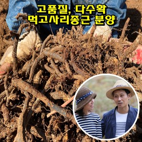 지리산한잎새 우량 먹고사리종근 (뿌리) 300kg 고사리씨앗, 1개