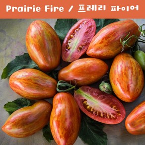 프레리 파이어 Paiie Fie 달콤하고 희귀토마토 씨앗 교육 체험용