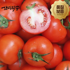 [고객만족도1위] 당일수확 최상급 완숙 찰토마토 3kg 5kg 정품 로얄과, 1박스, 완숙찰토마토 소과 5kg