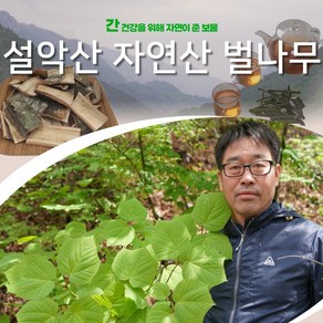 벌나무 효능 강원도 자연산 벌나무껍질 가지 차 산청목 산겨릅나무 500g 1kg, 벌나무가지500g, 1개