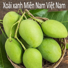 Thomy 베트남 항공직송 그린망고 2.5kg 5kg (Xoai keo tuong tu quy hat lep), 1개, Xoai hat lep 2.5kg