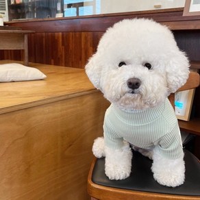 말티즈 푸들 비숑 강아지내복 골지 터틀넥 반려견실내복 강아지옷, 아이보리