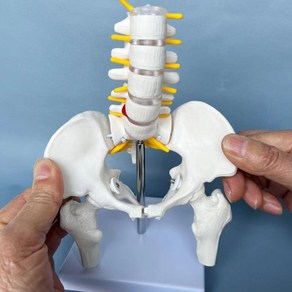 해부학 모형 12 실물 크기 여성 골반 모델 엉덩이 모델-여성 뼈 드롭쉬핑