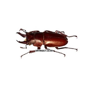 다우리아사슴벌레 [KL-006] 곤충표본, 25~29mm, 1개