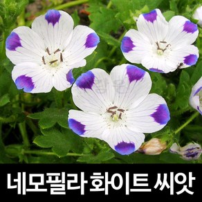 화이트 네모필라 씨앗 꽃씨 꽃 종자 야생화 씨 30알