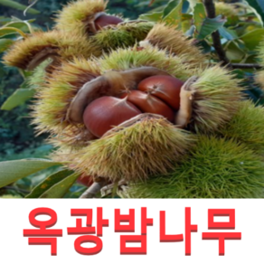 (성실G)밤나무묘목(옥광) 접목1년 2그루