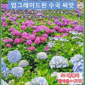 사계절 개화 수국 씨앗 수국화 혼색종 살아가기 쉬운 정원 개화 식물 수국 모종 개화기간이 길고 수국 씨앗 종자 수국 내한성/내음성/내열성, 꽃씨앗/50정, 2, 1개