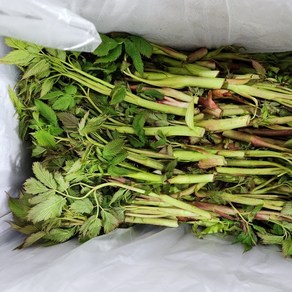 [1주 초특가할인] 강원도 삼나물 눈개승마 원물, 1박스, 1kg