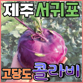 [득템몰] 제주 콜라비 유기농 고당도, 10kg, 1개