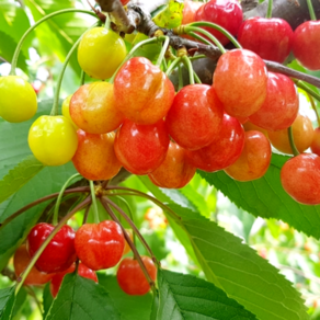 다다팜 산지직송 새콤달콤 국내산 경주 생 체리 500g, 경주체리 500g, 1개