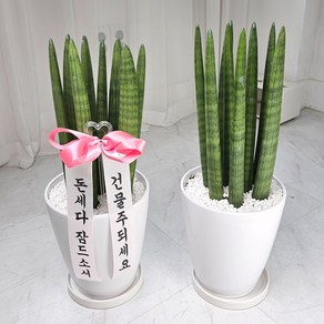 앤드플라워 전국 택배발송 중형실내화분 금전수(50cm) 은행목 스투키(55cm) 녹보수 몬스테라 안스리움 홍콩야자 콩고 율마 뱅갈고무나무 소포라 개업화분 미니화분 공기정화식물, 02.스투키(55cm), 1개