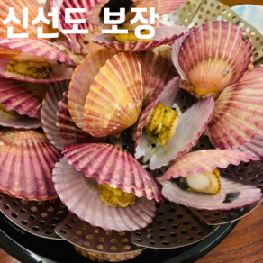 [통영 산지직송] 제철 홍가라비 고압 세척 크기 선별 홍가리비 명품 홍가리비 1kg 2kg 3kg 5kg 단위, 1박스, 2kg(50미 내외)