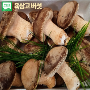 [온유네농장] 육삼고버섯 유기농 건강버섯 1kg 선물세트 산지직송 추석선물 명절선물