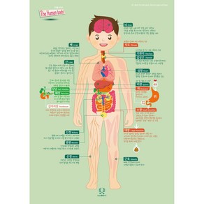 [디자인완두] A2 우리몸 이야기