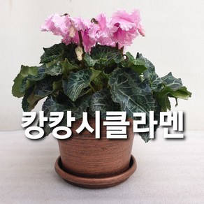 캉캉프릴시클라멘/신품종, 프릴캉캉시클라멘, 1개