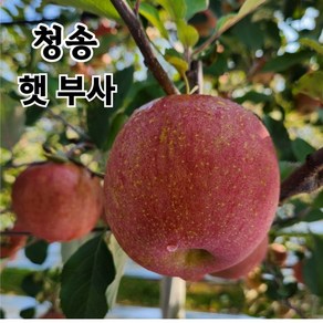 단단한 고당도 햇 사과 경북 청송 (당도선별) 산지직송 2kg 3kg 5kg 10kg 선물용 2kg 1박스