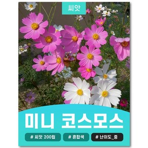 미니 왜성 코스모스 씨앗 혼합 200립, 1개