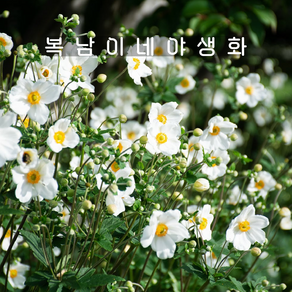 흰추명국 오노린조베르 [1개 복남이네야생화 모종 대상화 바람꽃 숙근아네모네 anemone], 1개