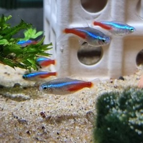 네온 테트라 [10마리 - 1.5cm ~ 3cm ], 1개, 10g