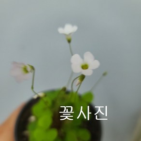 사랑초 오르비, 1개