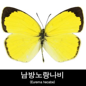 나비표본/남방노랑나비표본/Euema hecabe, 1개