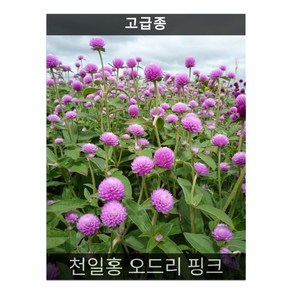 식용꽃 씨앗 모음 ... - (맨드라미 캐슬 오렌지 5000립), 1개