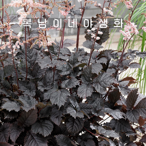 자엽 아스틸베 초콜렛쇼군 [1포트 복남이네야생화 모종 노루오줌 astilbe], 1개