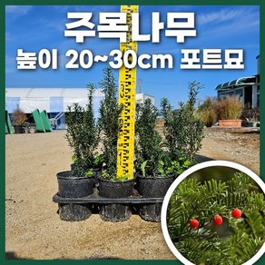 주목 H20~30cm 묘목 포트묘 관상수 조경수 둥근주목 정원수 주목나무, 주목 H20~30cm 1주, 1개