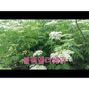 블랙엘더베리묘목3주(포트묘), 1개