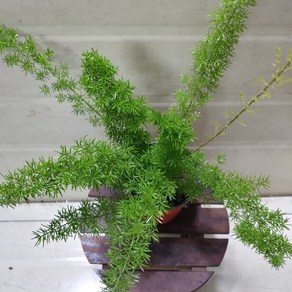 [성심꽃농원] 여우꼬리_에이미_30cm, 1개