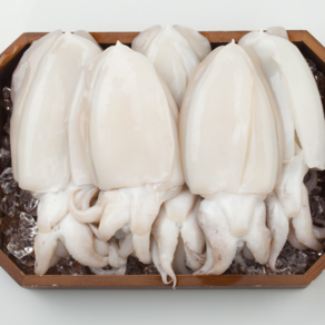 국내산 활 생물 갑오징어, 1개, 1kg (1~3미)