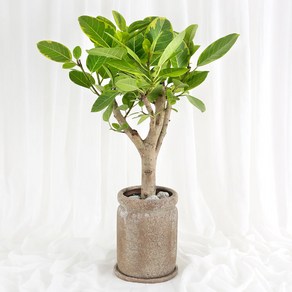 99플라워 (당일수령) 뱅갈고무나무 [ST-D757] - 승진 관엽 축하 화분 공기정화식물 배달, 1개