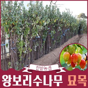 왕보리수나무 묘목 결실주 2년생 유실수 과실수 열매나무키우기 모종 화단가꾸기 원예 가든, 1개