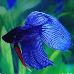 베일베타(veiltail betta) [2마리-1쌍] - 색상 모양 패턴 랜덤, 1개, 10g
