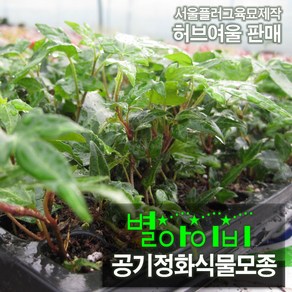 [허브여울모종] 별아이비 모종 (노지월동 / 실내공기정화식물 / 상토와 마사만 사용), 10개