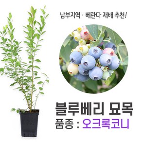 깨비농장 블루베리 나무 묘목 재배 키우기 (품종: 오크록코니), 오코록코니, 1개