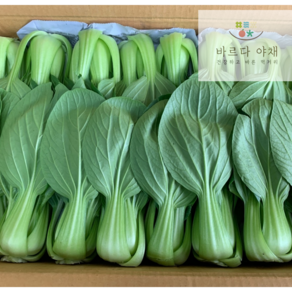 바르다야채 아삭 국내산 청경채, 1개, 2kg