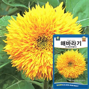 산들마켓 해바라기 씨앗 50립 드워프썬골드 테디베어 왜성 해바라기 꽃씨, 1개