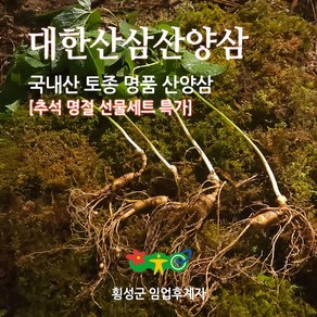 대한 산삼 산양삼 6년근 정사이즈 장기복용 최고의 약효, 1개