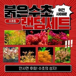 [수초킹] 붉은수초 랜덤 세트, 붉은수초 3종세트(약7-10촉), 1개