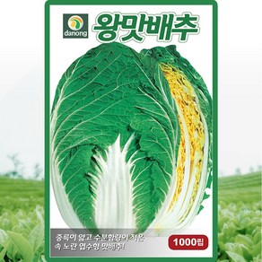 다농 왕맛배추 씨앗 1000립 가을 김장배추씨 종자, 1개