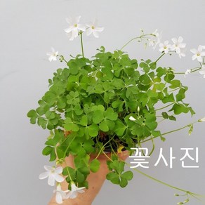 분재사랑초 흰색 30, 1개