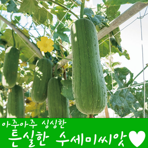 [농대나온남자] 덩치가 큰 수세미 씨앗 10립 + 나비끈끈이트랩, 1개
