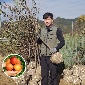 푸른묘목농원 자두나무 호무샤 3년생 결실주, 1개