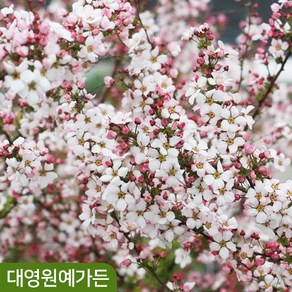 분홍설유화나무 키80cm 인테리어식물 꽃나무, 9치포트 (키80cm내외), 1개