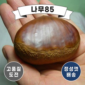 (나무85) 밤나무 대보 R4 내외 분